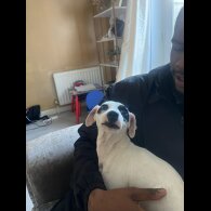 Mixed Breed