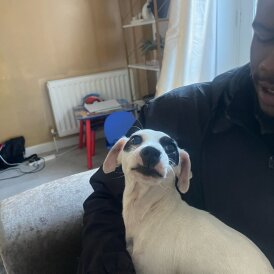 Mixed Breed