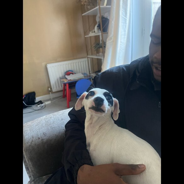 Mixed Breed