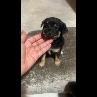 Mixed Breed