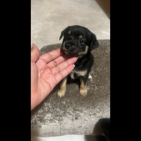 Mixed Breed