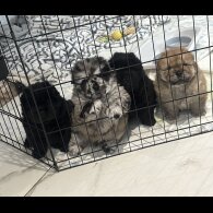 Chow Chow