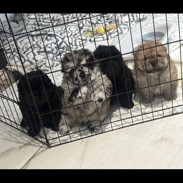 Chow Chow