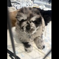 Chow Chow