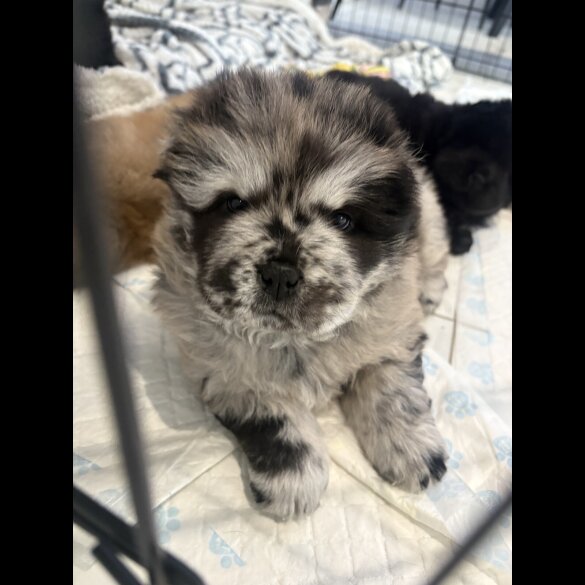 Chow Chow