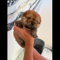Chow Chow