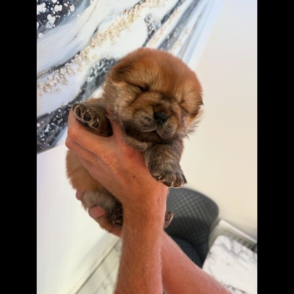 Chow Chow