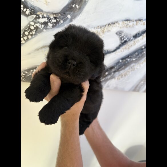 Chow Chow