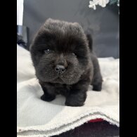 Chow Chow