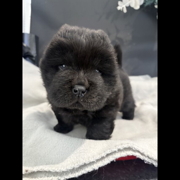 Chow Chow