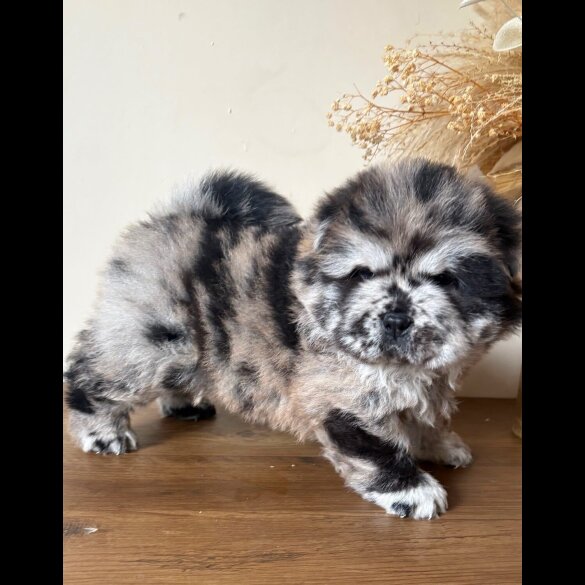 Chow Chow