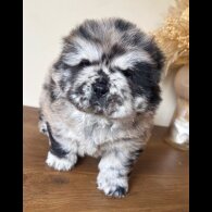 Chow Chow