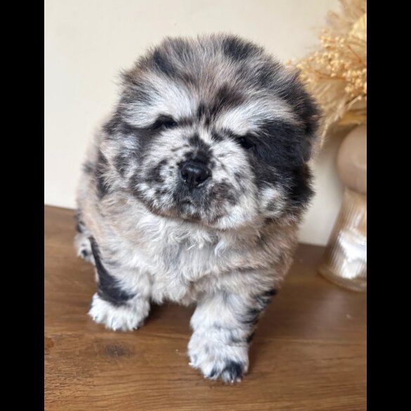 Chow Chow