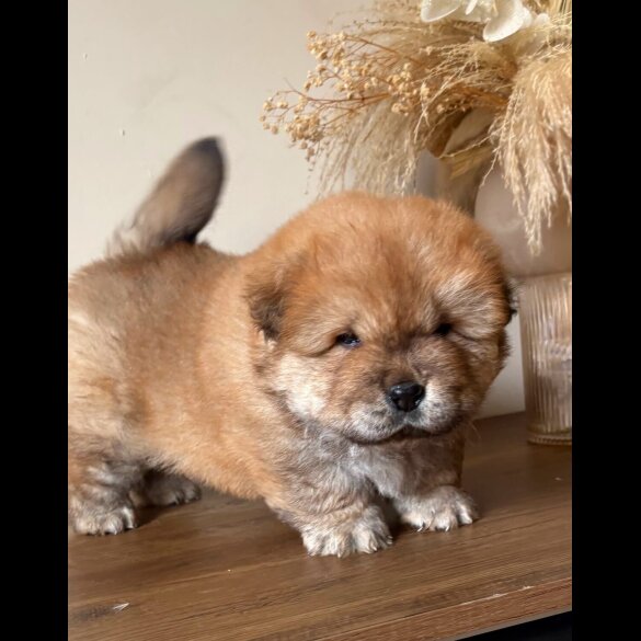 Chow Chow