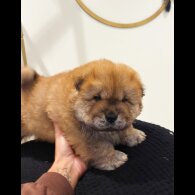 Chow Chow