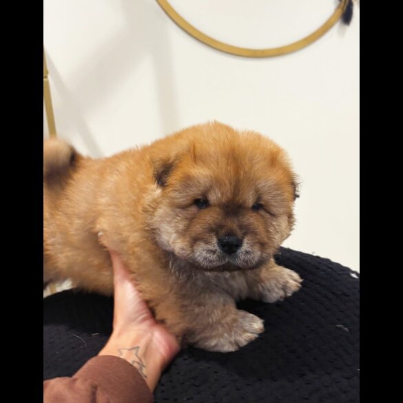 Chow Chow