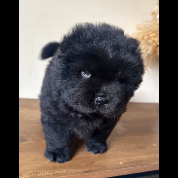 Chow Chow