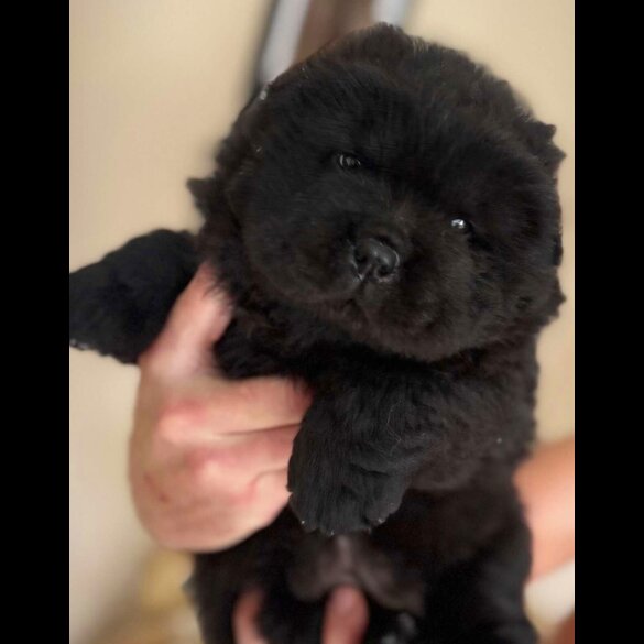 Chow Chow