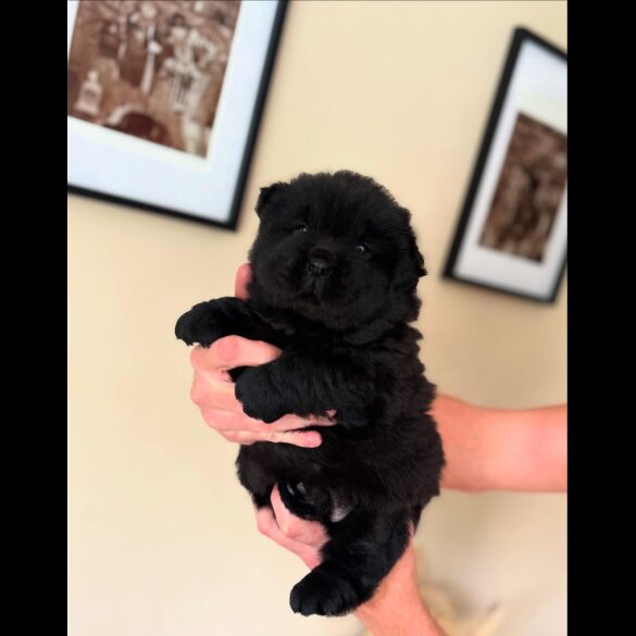 Chow Chow