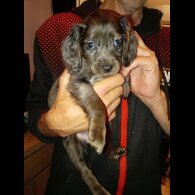 Cockapoo