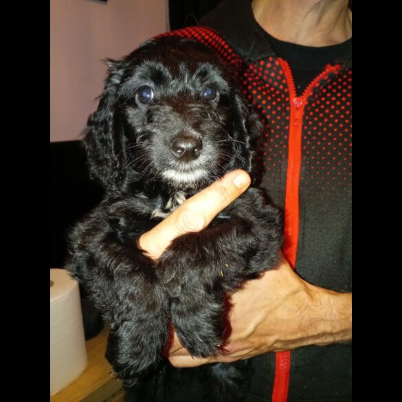 Cockapoo