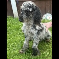 Cockapoo