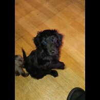 Cockapoo