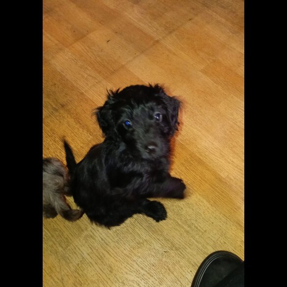 Cockapoo