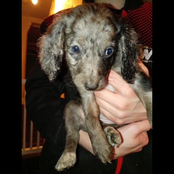 Cockapoo