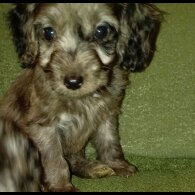 Cockapoo