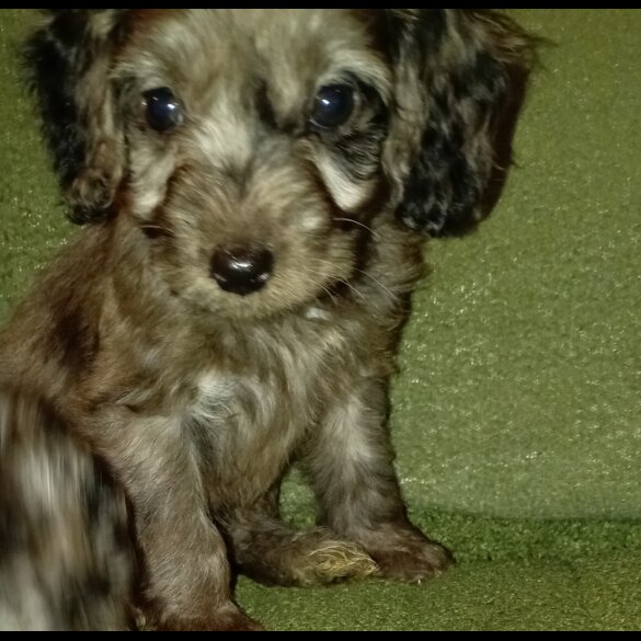 Cockapoo