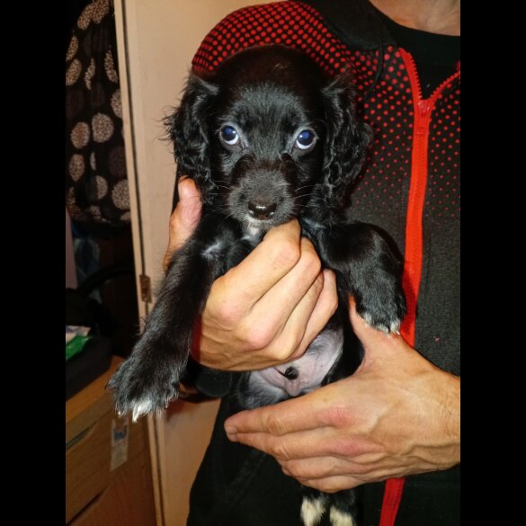 Cockapoo