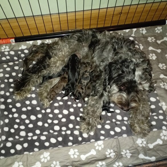 Cockapoo
