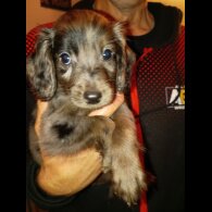 Cockapoo