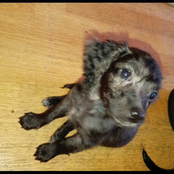 Cockapoo