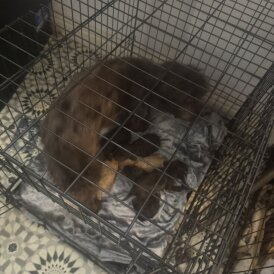 Cockapoo