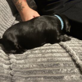 Cockapoo