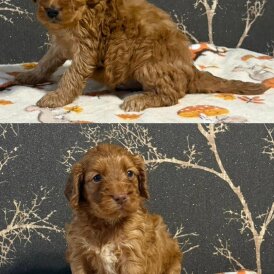 Cockapoo
