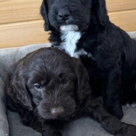 Cockapoo