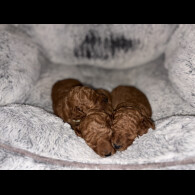 Cockapoo