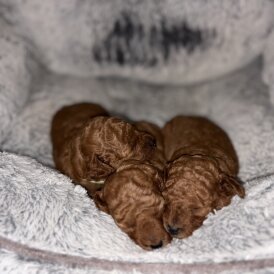 Cockapoo