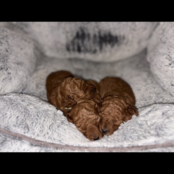 Cockapoo