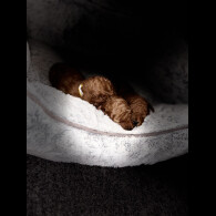 Cockapoo