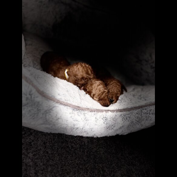Cockapoo