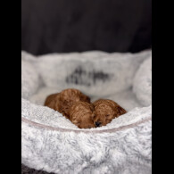 Cockapoo