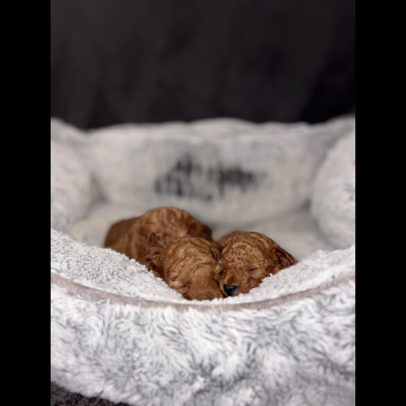 Cockapoo