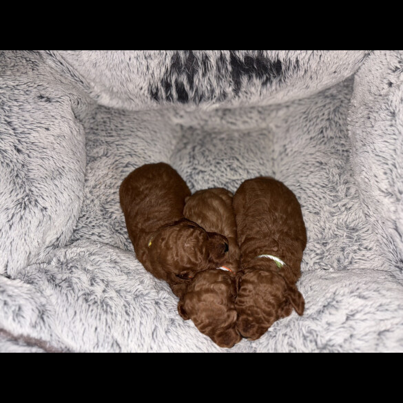 Cockapoo