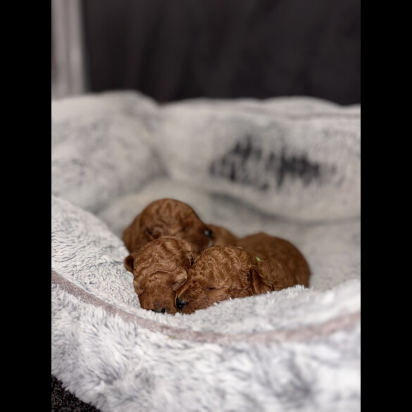 Cockapoo