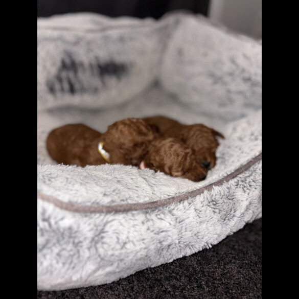 Cockapoo