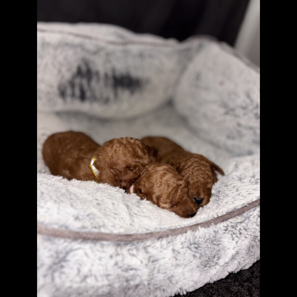 Cockapoo